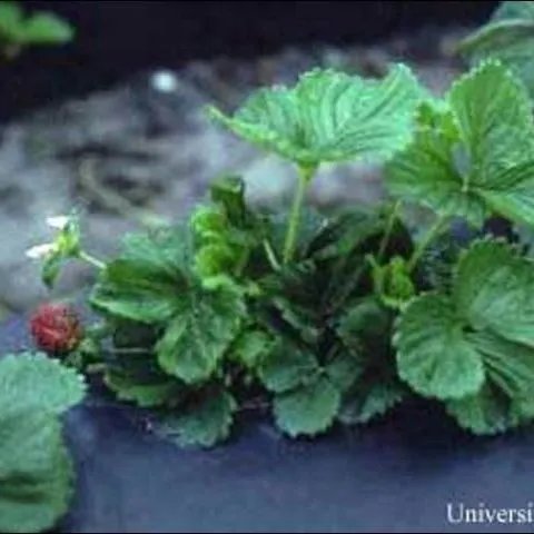 thumbnail for publication: Cyclamen Mite, Phytonemus pallidus (Banks) (Arachnida: Acari: Tarsonemidae)